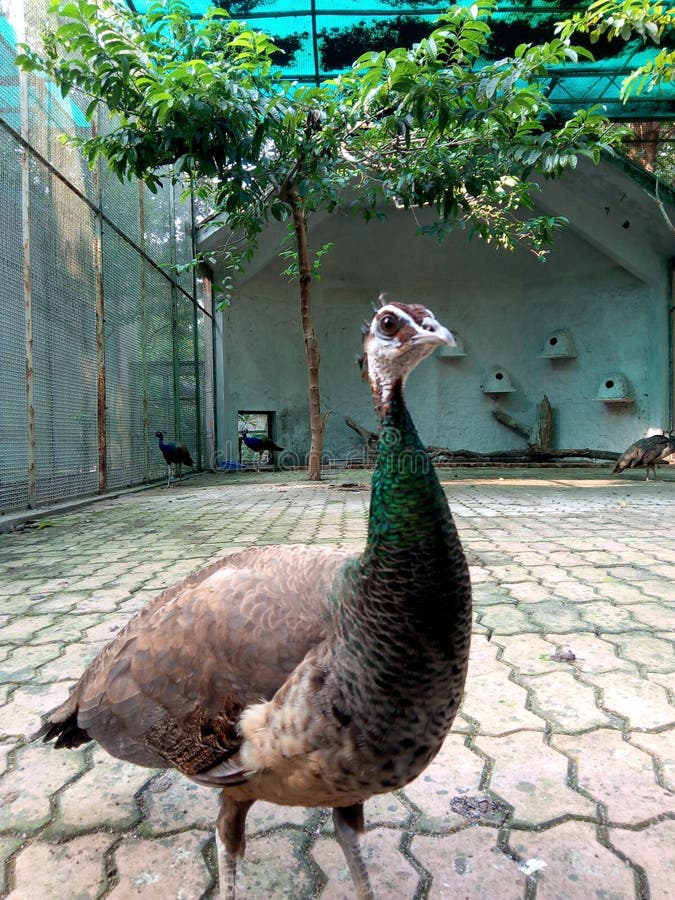 Animal Birds Kakarapar Zoology Ahemdabad Gujarat India Stock Image - Image of sabarmati, ahemdabad: 167787809 Animal Birds Kakarapar Zoology Ahemdabad Gujarat India Stock Image - Image of sabarmati, ahemdabad: 167787809