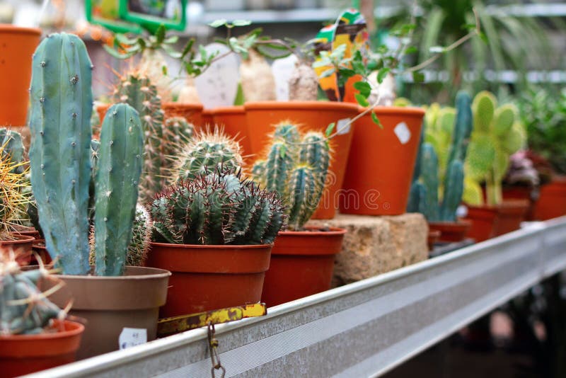 Kakteen in einem Einzelhandelsgeschäft des Ausgangs- und Gartenpflanzespezialisten stockbilder Kakteen in einem Einzelhandelsgeschäft des Ausgangs- und Gartenpflanzespezialisten stockbilder
