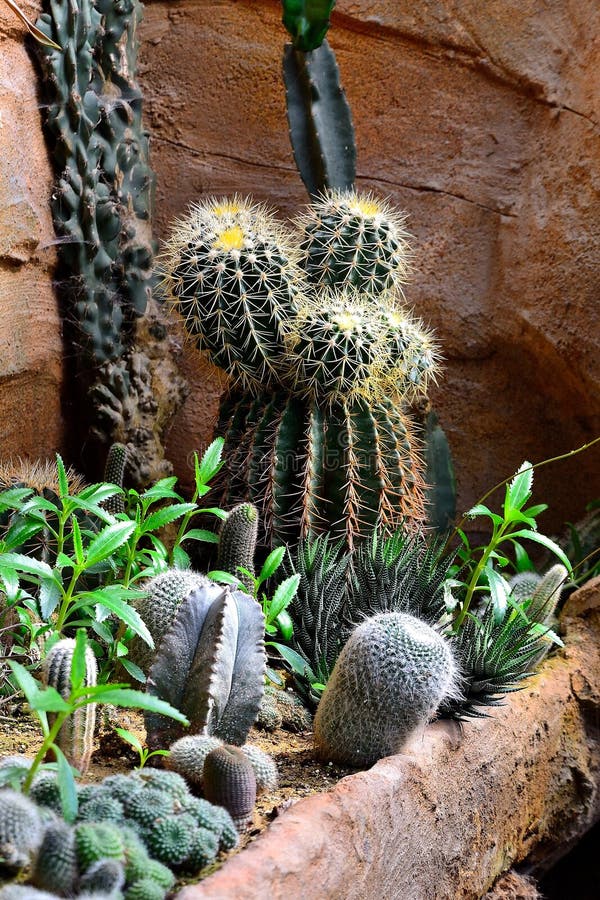 Kakteen Garten, FuerteventuraInsel, Spanien Stockbild