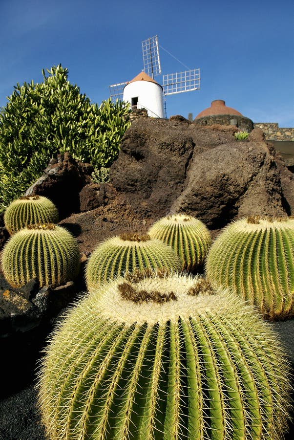 KaktusGarten, Lanzarote, Spanien Stockfoto Bild von botanik