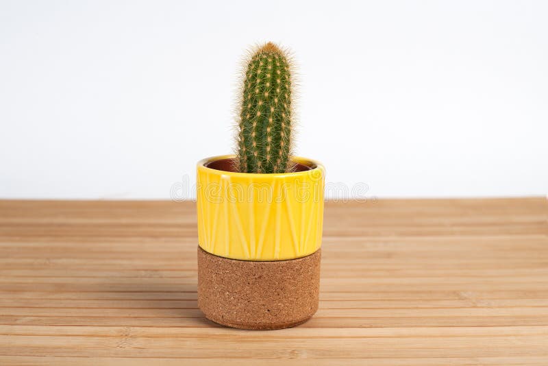 Kaktus auf Holztisch Kaktus auf Holztisch lizenzfreie stockbilder Kaktus auf Holztisch Kaktus auf Holztisch lizenzfreie stockbilder