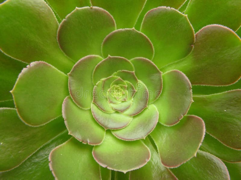 Kaktus blommar green royaltyfri foto