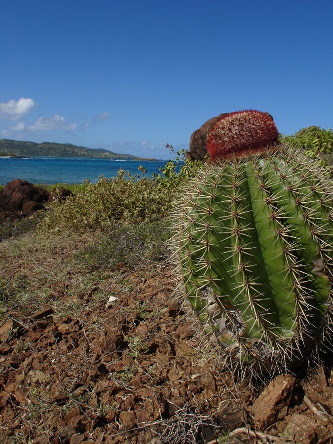 Cactus in Culebrita, Culebra, Spanish Virgin Islands, Puerto Rico. Cactus in Culebrita, Culebra, Spanish Virgin Islands, Puerto Rico