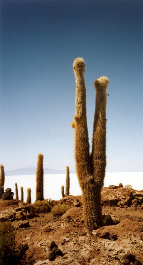 kaktus De Zwykłej soli uyuni Salar obrazy stock kaktus De Zwykłej soli uyuni Salar obrazy stock