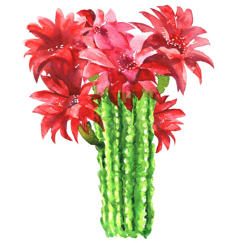 Kaktus med den isolerade röda blomman, Echinopsis Lobivia spetsig kaktus, closeup, hand dragen vattenfärgillustration på vit vektor illustrationer Kaktus med den isolerade röda blomman, Echinopsis Lobivia spetsig kaktus, closeup, hand dragen vattenfärgillustration på vit vektor illustrationer