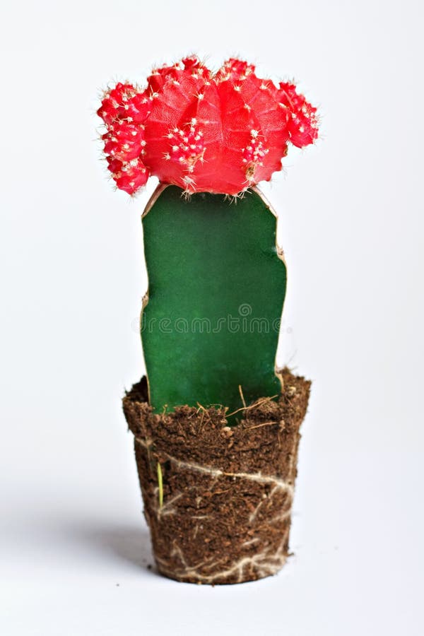Kaktus med den röda blomman