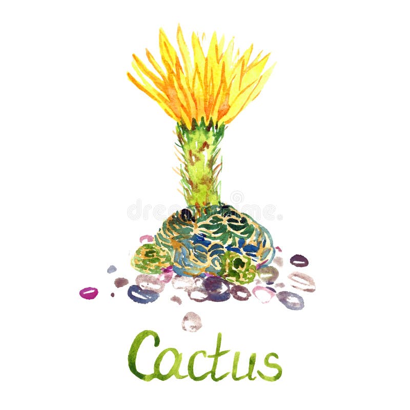 Kaktus med gulingblommor och ljusa stenar omkring, vit backg stock illustrationer Kaktus med gulingblommor och ljusa stenar omkring, vit backg stock illustrationer