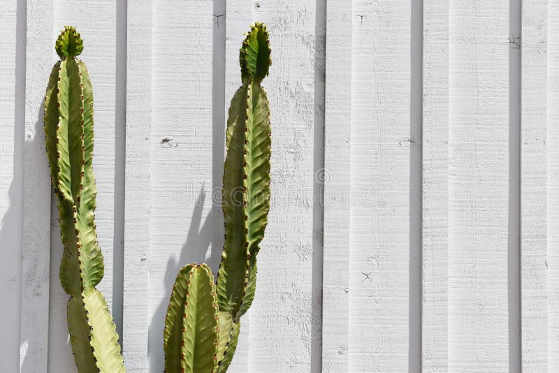 A cactus with negative space on the right to add words for an advertisement, business card, etc. A cactus with negative space on the right to add words for an advertisement, business card, etc.