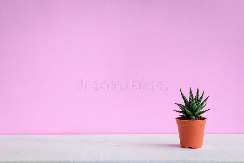 Kaktus på skrivbordet med söta rosa väggar royaltyfri fotografi Kaktus på skrivbordet med söta rosa väggar royaltyfri fotografi