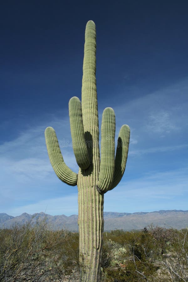 kaktus saguaro pustyni arizona obrazy royalty free kaktus saguaro pustyni arizona obrazy royalty free