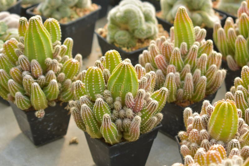 Kaktus, tło kaktusowe, gospodarstwo kaktusowe z kraju Tajlandii. Cactus, cactus background, kactus farm z Tajlandii country, cactus farm,