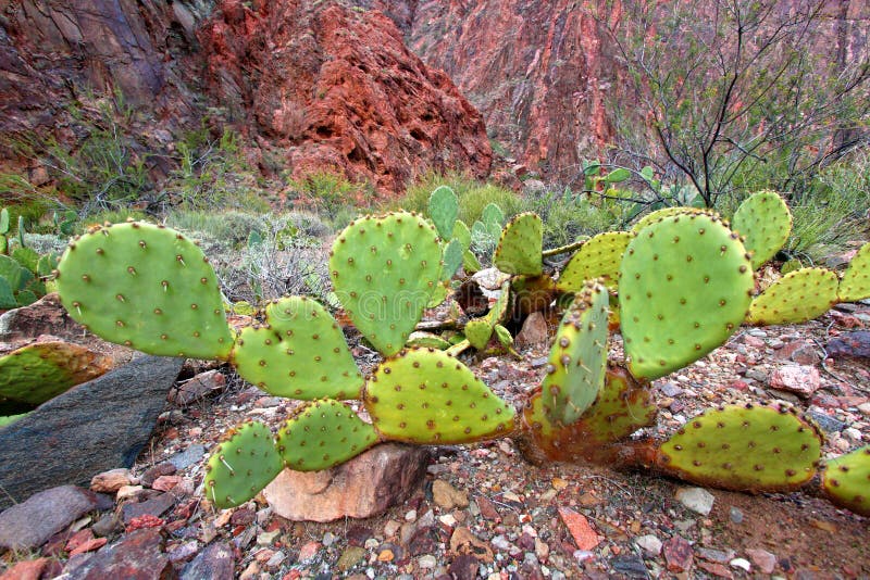 Kaktus w Uroczystym jarze Arizona obrazy stock Kaktus w Uroczystym jarze Arizona obrazy stock