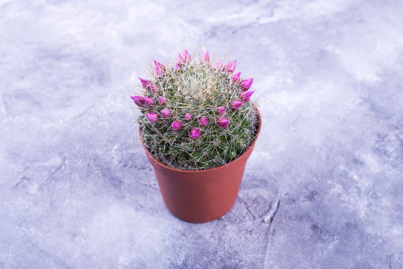 kaktusen blommar pink royaltyfri fotografi kaktusen blommar pink royaltyfri fotografi
