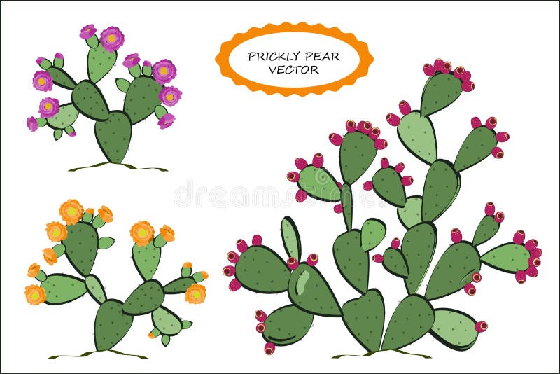 Kaktusfeigevektor Kaktusfeigekaktus mit Früchten und Blumen Rosa und gelbe Varianten des Blühens lizenzfreie abbildung Kaktusfeigevektor Kaktusfeigekaktus mit Früchten und Blumen Rosa und gelbe Varianten des Blühens lizenzfreie abbildung
