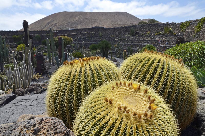 Kaktusgarten in Lanzarote stockfoto. Bild von felsen - 145610802