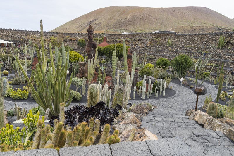 Windmühle Im KaktusGarten in Lanzarote Stockfoto Bild von gartenbau