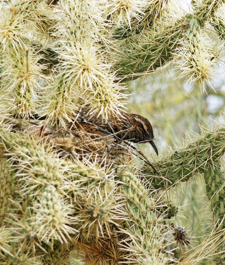Kaktusgärdsmyg fotografering för bildbyråer Kaktusgärdsmyg fotografering för bildbyråer