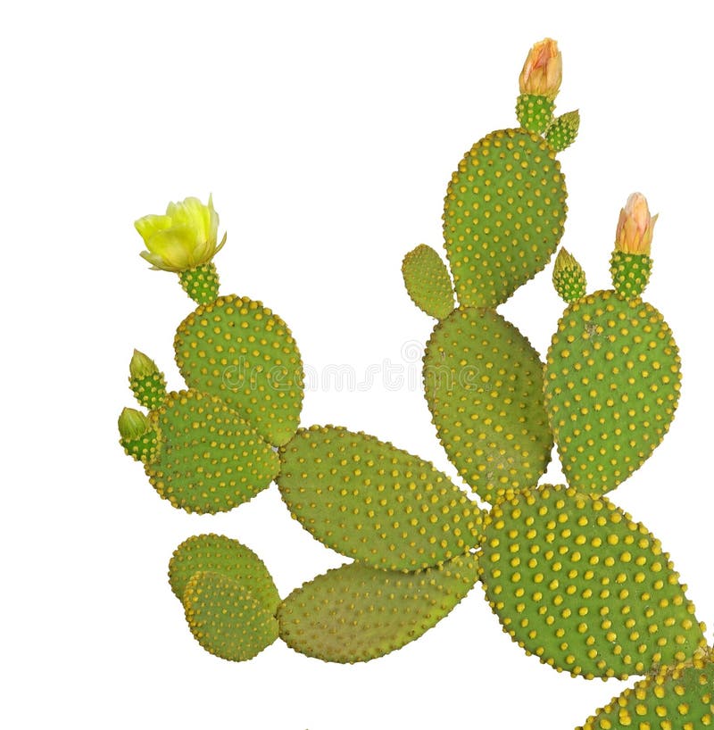 Kaktusopuntia