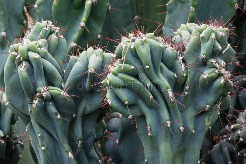 Kaktusowy Cactaceae, Cereus Hildmannianus 'Monstrose'. Tropikalnej rośliny kaktusowy cactaceae, cereus hildmannianus monstrose