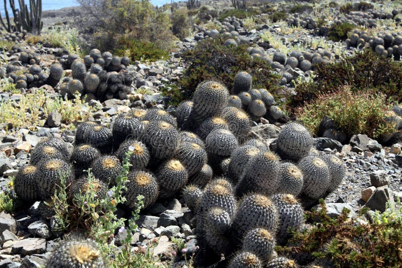 Kaktusowy Copiapoa tenebrosa przy linią brzegową Atacama pustynia przy Niecką De Azucar zdjęcia stock Kaktusowy Copiapoa tenebrosa przy linią brzegową Atacama pustynia przy Niecką De Azucar zdjęcia stock
