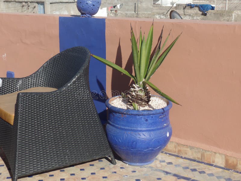 Kaktuspflanze in einem bunten Topf auf einer marokkanischen Dachterrasse lizenzfreie stockfotos Kaktuspflanze in einem bunten Topf auf einer marokkanischen Dachterrasse lizenzfreie stockfotos