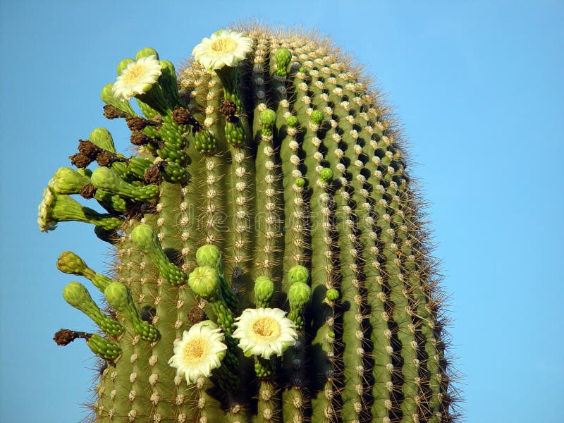 Kaktussommar