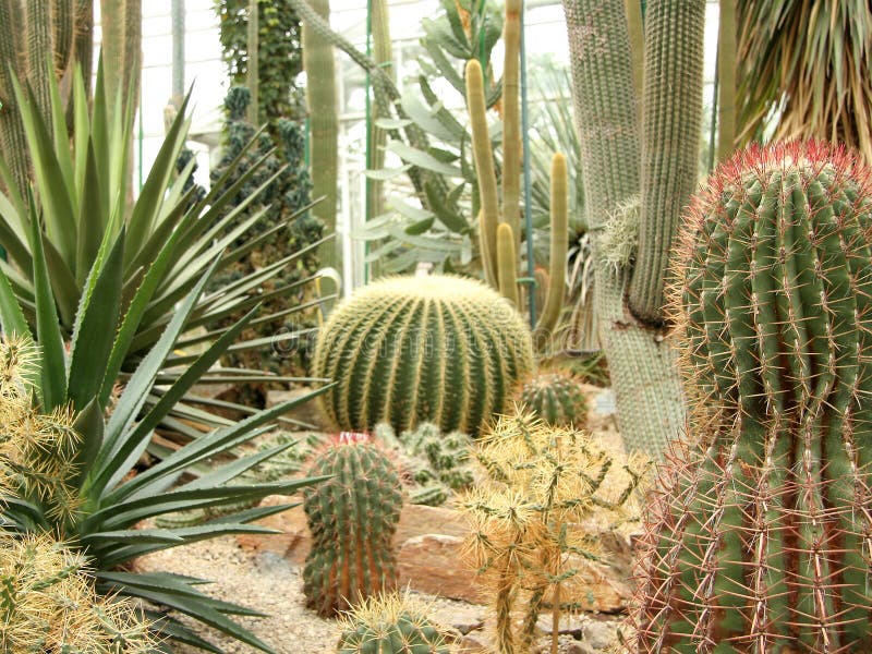 Kaktusträdgård