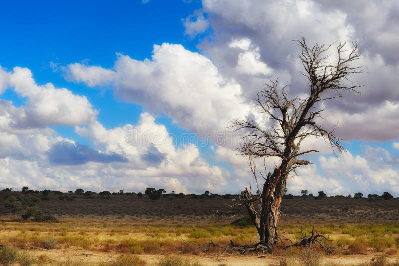 The Kalahari Desert is a large arid to semi-arid sandy area in Southern Africa covering much of Botswana and parts of Namibia and South Africa (Botswana). The Kalahari Desert is a large arid to semi-arid sandy area in Southern Africa covering much of Botswana and parts of Namibia and South Africa (Botswana).