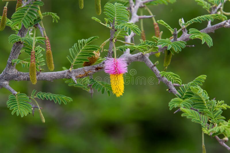 A pink and yellow flower hanging from a Kalahari Christmas tree or Sicklebush