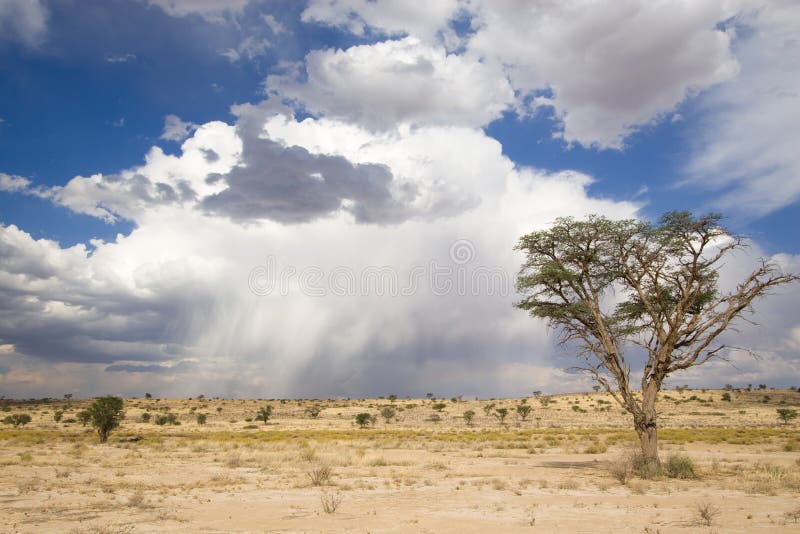 A stunning Kalahari scene with a cloudy storm in the background and large tree in the foreground. A stunning Kalahari scene with a cloudy storm in the background and large tree in the foreground