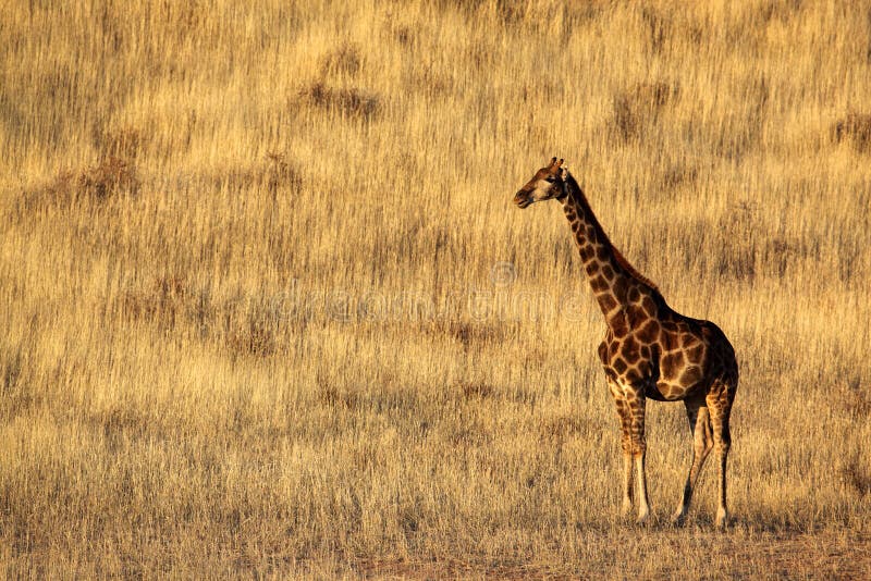 Giraffe, Kalahari desert, Kgalagadi Tranfrontier Park, South Africa. Giraffe, Kalahari desert, Kgalagadi Tranfrontier Park, South Africa