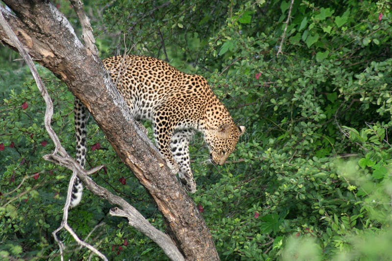 Leopard in tree, Kalahari of Botswana, Africa. Leopard in tree, Kalahari of Botswana, Africa