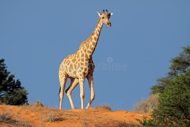 Giraffe (Giraffa camelopardalis) walking on a sand dune, Kalahari desert, South Africa. Giraffe (Giraffa camelopardalis) walking on a sand dune, Kalahari desert, South Africa