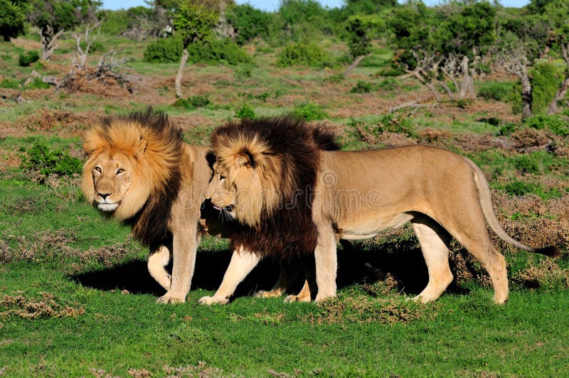 Two Kalahari lions, panthera leo, in the Kuzuko contractual area of the Addo Elephant National Park in South Africa. Two Kalahari lions, panthera leo, in the Kuzuko contractual area of the Addo Elephant National Park in South Africa