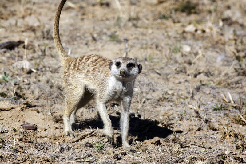 The meerkat or suricate (Suricata suricatta) is a small mammal and a member of the mongoose family. It inhabits all parts of the Kalahari Desert in Botswana and South Africa. The meerkat or suricate (Suricata suricatta) is a small mammal and a member of the mongoose family. It inhabits all parts of the Kalahari Desert in Botswana and South Africa.