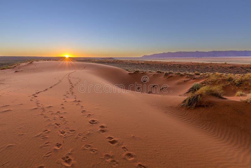 Kalahari Sunset with oryx tracks, Namibia. Kalahari Sunset with oryx tracks, Namibia