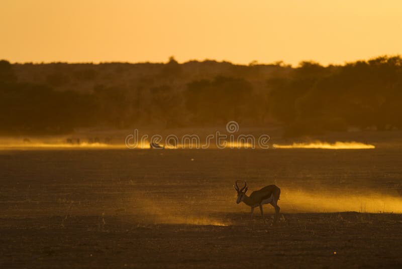 Sunset springbok in a dry riverbed in the Kalahari. Sunset springbok in a dry riverbed in the Kalahari