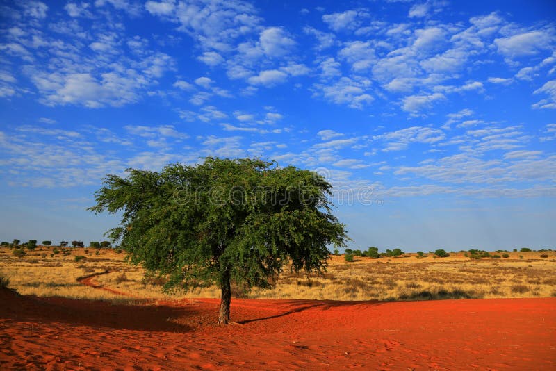 Red sand dune in the Kalahari desert in Namibia. Red sand dune in the Kalahari desert in Namibia.