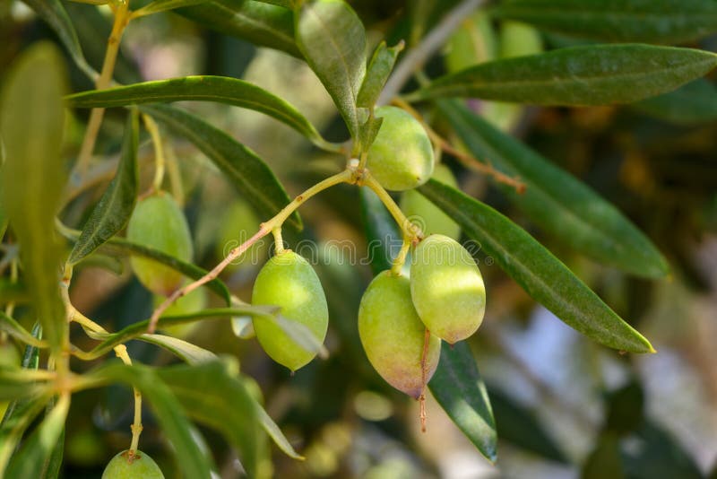 Kalamata Olives on a Tree Branch Stock Image Image of cultivation