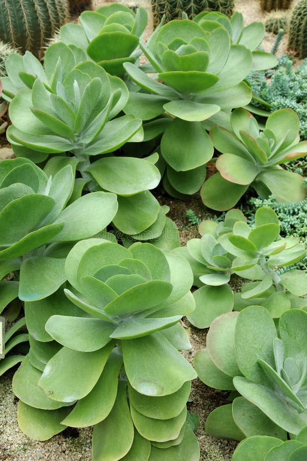 Kalanchoe image stock Kalanchoe image stock
