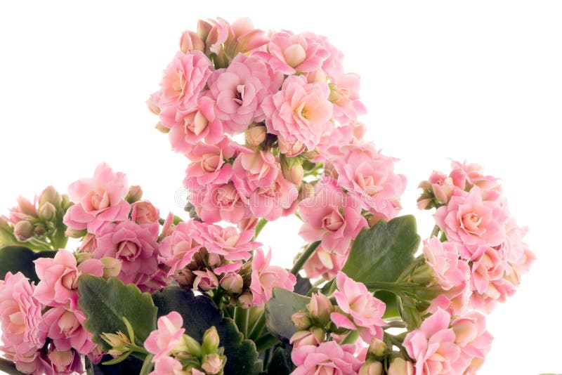 Kalanchoe Calandiva Flowers Stock Photo - Image of closeup, decorative ...