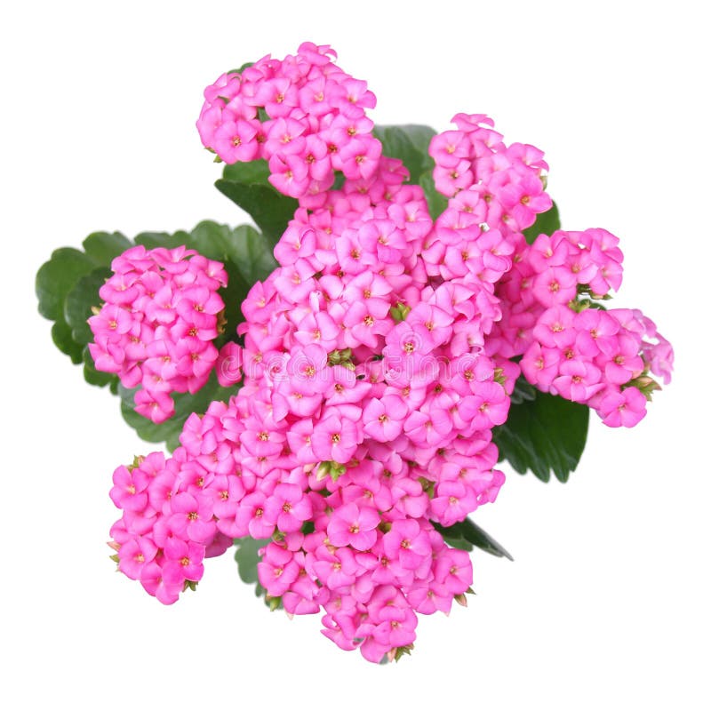 Verbena Panpin