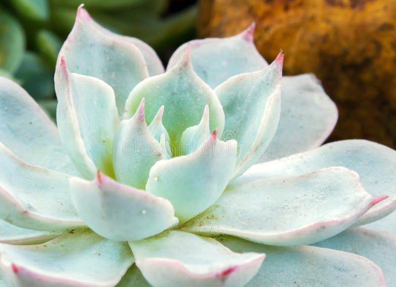 Kalanchoe plant