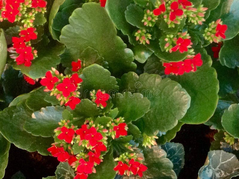 Kalanchoe Red  Flower Texture Stock Photo Image of happy 