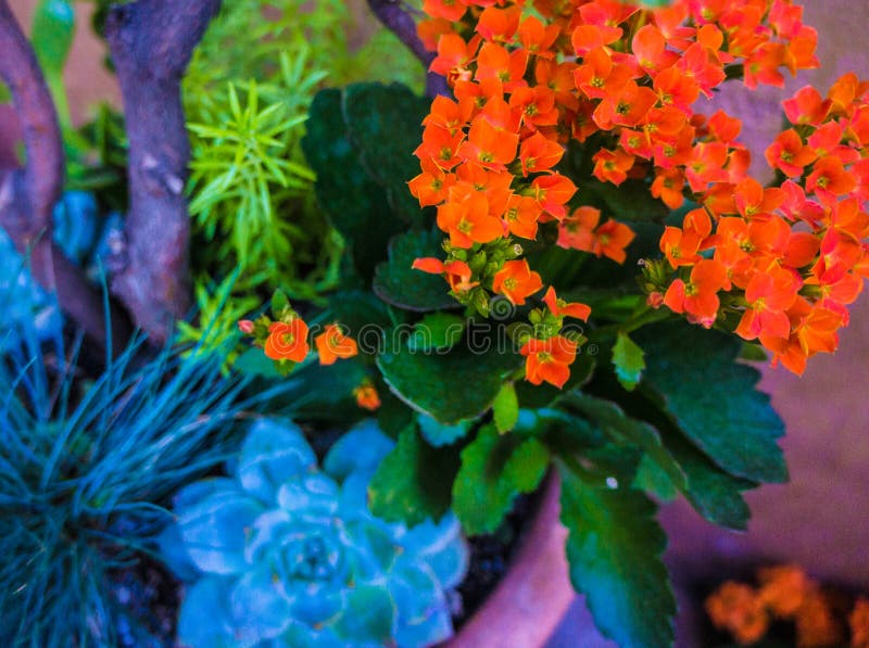Kalanchoe, tropikalna tłustoszowata kwiatonośna roślina zdjęcie royalty free Kalanchoe, tropikalna tłustoszowata kwiatonośna roślina zdjęcie royalty free