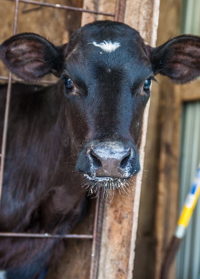 Kalb-Aufstellung lizenzfreie stockbilder Kalb-Aufstellung lizenzfreie stockbilder