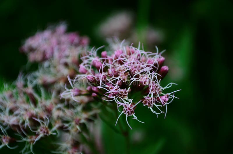 Kalbswiese mit schönen Blumen stockfotos