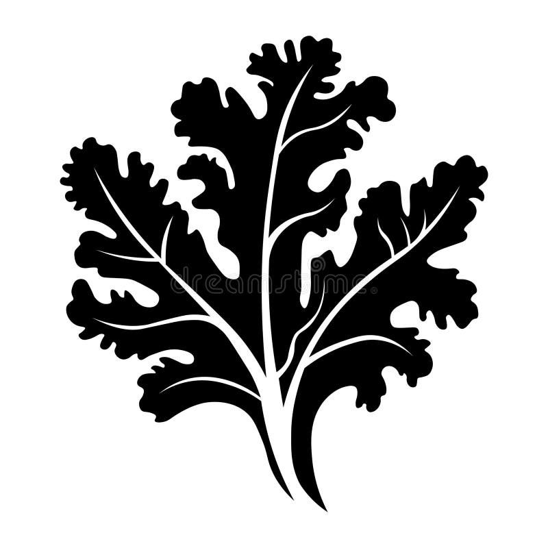 Kale Black Vector Icon on White Background Stock Vector Illustration
