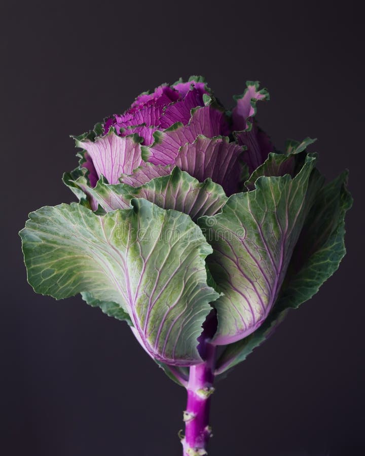 Kale Edible Flower Still Life Stock Image Image of edible, salad