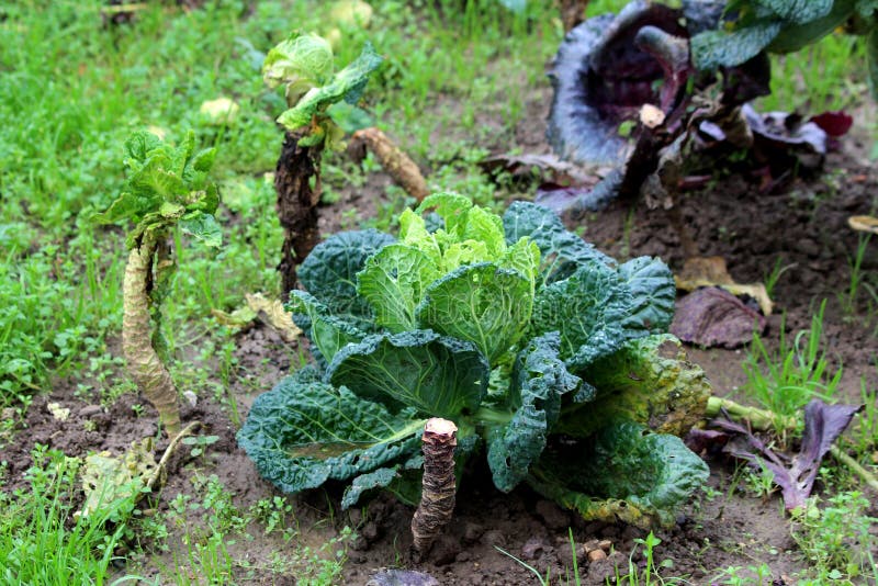 Kale- eller bladkålsskördeåret grönsaksväxter med mörkgröna ätliga blad som odlas i trädgården royaltyfri foto Kale- eller bladkålsskördeåret grönsaksväxter med mörkgröna ätliga blad som odlas i trädgården royaltyfri foto